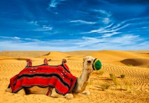 Dubai Kamel / Wüsten Safari